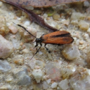 Snellenia lineata at Coree, ACT - 29 Feb 2020