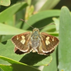 Timoconia flammeata (Bright Shield-skipper) at Coree, ACT - 29 Feb 2020 by Christine