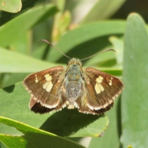 Timoconia flammeata at Coree, ACT - 29 Feb 2020