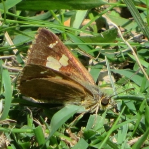 Timoconia flammeata at Coree, ACT - 29 Feb 2020