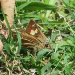 Timoconia flammeata at Coree, ACT - 29 Feb 2020