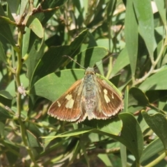 Timoconia flammeata at Coree, ACT - 29 Feb 2020