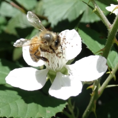 Apis mellifera (European honey bee) at Upper Nepean - 21 Nov 2017 by JanHartog