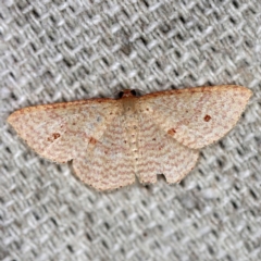 Epicyme rubropunctaria (Red-spotted Delicate) at O'Connor, ACT - 27 Feb 2020 by ibaird