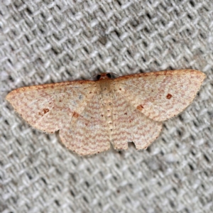 Epicyme rubropunctaria at O'Connor, ACT - 27 Feb 2020