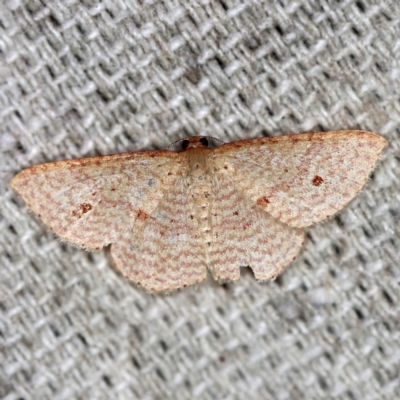 Epicyme rubropunctaria (Red-spotted Delicate) at O'Connor, ACT - 27 Feb 2020 by ibaird
