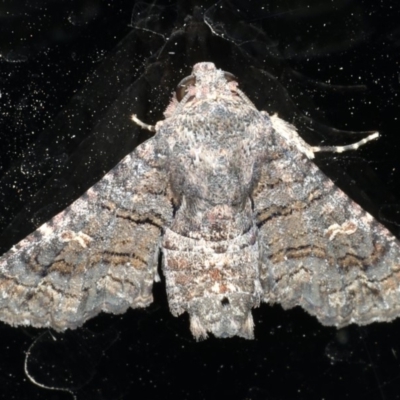 Pataeta carbo (Dark Euteliid) at Ainslie, ACT - 28 Feb 2020 by jb2602