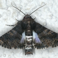 Pataeta carbo (Dark Euteliid) at Ainslie, ACT - 28 Feb 2020 by jb2602