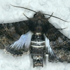 Pataeta carbo at Ainslie, ACT - 28 Feb 2020 08:15 PM