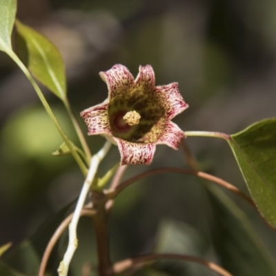 Brachychiton populneus subsp. populneus (Kurrajong) at The Pinnacle - 27 Feb 2020 by AlisonMilton