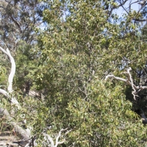 Brachychiton populneus subsp. populneus at Dunlop, ACT - 27 Feb 2020