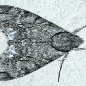 Psilogramma casuarinae at Ainslie, ACT - 28 Feb 2020