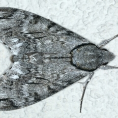 Psilogramma casuarinae (Privet Hawk Moth) at Ainslie, ACT - 27 Feb 2020 by jbromilow50