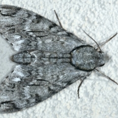 Psilogramma casuarinae at Ainslie, ACT - 28 Feb 2020