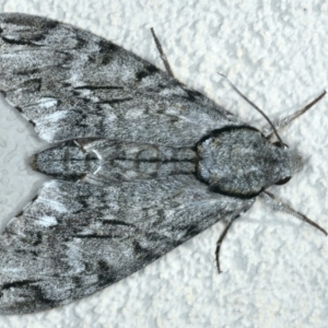 Psilogramma casuarinae at Ainslie, ACT - 28 Feb 2020