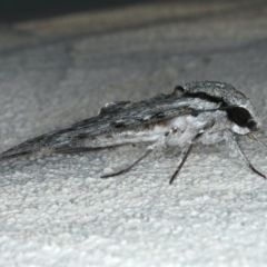 Psilogramma casuarinae at Ainslie, ACT - 28 Feb 2020