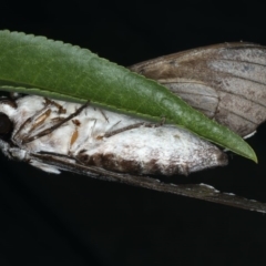 Psilogramma casuarinae at Ainslie, ACT - 28 Feb 2020