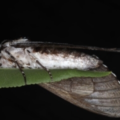 Psilogramma casuarinae at Ainslie, ACT - 28 Feb 2020