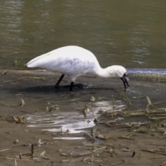Platalea regia (Royal Spoonbill) at Yerrabi Pond - 4 Feb 2020 by Alison Milton