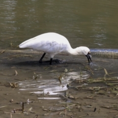 Platalea regia (Royal Spoonbill) at Gungahlin, ACT - 5 Feb 2020 by AlisonMilton