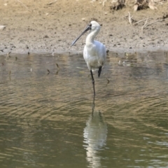 Platalea regia at Gungahlin, ACT - 5 Feb 2020