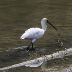 Platalea regia at Gungahlin, ACT - 5 Feb 2020