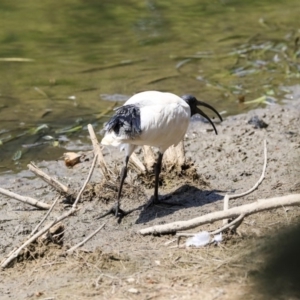 Threskiornis molucca at Gungahlin, ACT - 5 Feb 2020