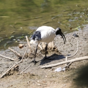 Threskiornis molucca at Gungahlin, ACT - 5 Feb 2020