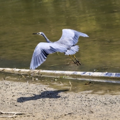 Egretta novaehollandiae (White-faced Heron) at Gungahlin, ACT - 5 Feb 2020 by AlisonMilton