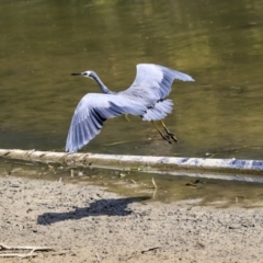Egretta novaehollandiae (White-faced Heron) at Yerrabi Pond - 4 Feb 2020 by Alison Milton