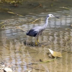 Egretta novaehollandiae at Gungahlin, ACT - 5 Feb 2020 10:41 AM