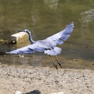 Egretta novaehollandiae at Gungahlin, ACT - 5 Feb 2020 10:41 AM