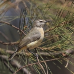 Acanthiza chrysorrhoa (Yellow-rumped Thornbill) at Yerrabi Pond - 4 Feb 2020 by Alison Milton