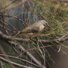 Acanthiza chrysorrhoa at Gungahlin, ACT - 5 Feb 2020