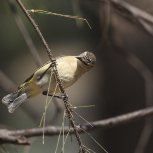 Acanthiza chrysorrhoa at Gungahlin, ACT - 5 Feb 2020