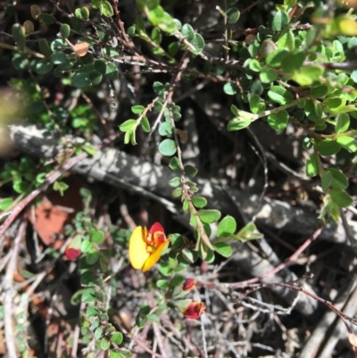 Bossiaea buxifolia (Matted Bossiaea) at Hughes, ACT - 29 Feb 2020 by KL