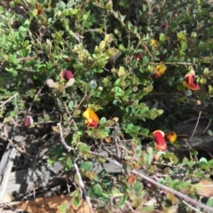 Bossiaea buxifolia at Hughes, ACT - 29 Feb 2020