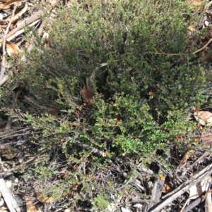 Bossiaea buxifolia at Hughes, ACT - 29 Feb 2020