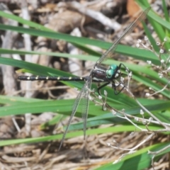 Eusynthemis guttata (Southern Tigertail) at Kosciuszko National Park, NSW - 22 Feb 2020 by Harrisi