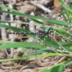 Eusynthemis guttata at Kosciuszko National Park, NSW - 22 Feb 2020