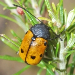 Cadmus (Cadmus) litigiosus (Leaf beetle) at Kosciuszko National Park, NSW - 22 Feb 2020 by Harrisi