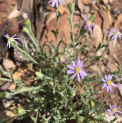 Vittadinia cuneata var. cuneata (Fuzzy New Holland Daisy) at Hughes, ACT - 29 Feb 2020 by KL