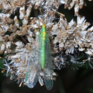 Chrysopidae (family) at Kosciuszko National Park, NSW - 22 Feb 2020