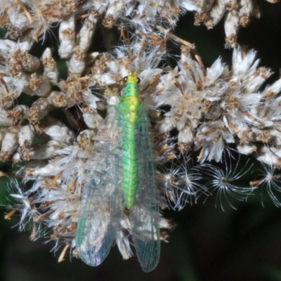 Chrysopidae (family) (Unidentified Green lacewing) at Kosciuszko National Park - 22 Feb 2020 by Harrisi