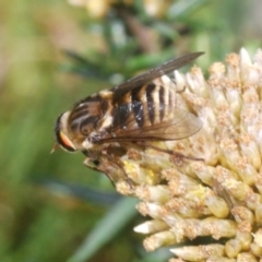 Scaptia sp. (genus) (March fly) at Kosciuszko National Park, NSW - 22 Feb 2020 by Harrisi