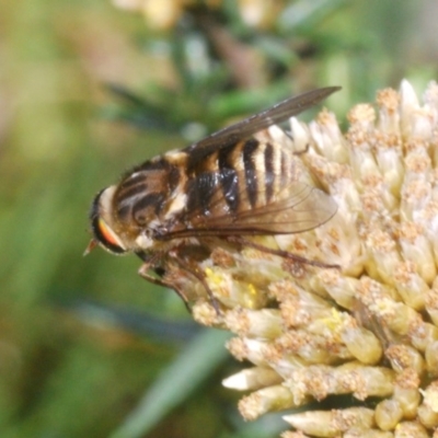 Scaptia sp. (genus) (March fly) at Kosciuszko National Park - 22 Feb 2020 by Harrisi