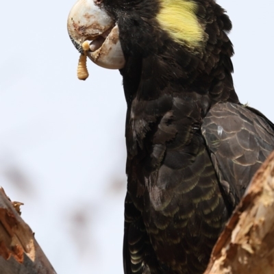 Zanda funerea (Yellow-tailed Black-Cockatoo) at Griffith, ACT - 29 Feb 2020 by ianandlibby1