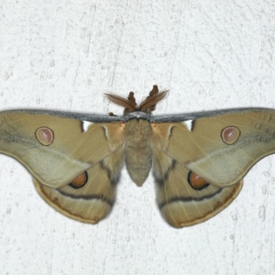 Opodiphthera eucalypti (Emperor Gum Moth) at Ainslie, ACT - 29 Feb 2020 by jbromilow50