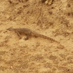 Varanus rosenbergi at Rendezvous Creek, ACT - 5 Feb 2020