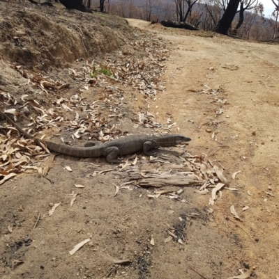 Varanus rosenbergi (Heath or Rosenberg's Monitor) at Namadgi National Park - 29 Feb 2020 by nath_kay